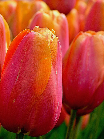 Tulips In The Pink
