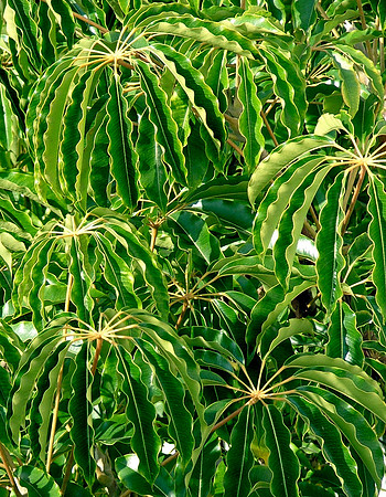 Umbrella Greens