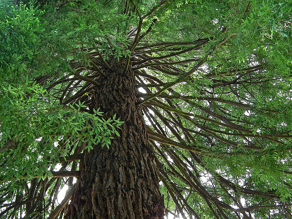 Umbrella In Green