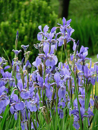 Van Gogh's Iris