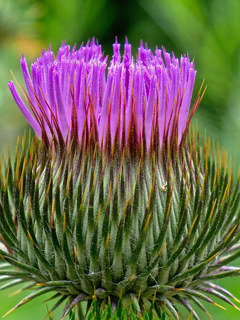 Violet Crown