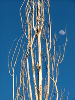 Alder Moon