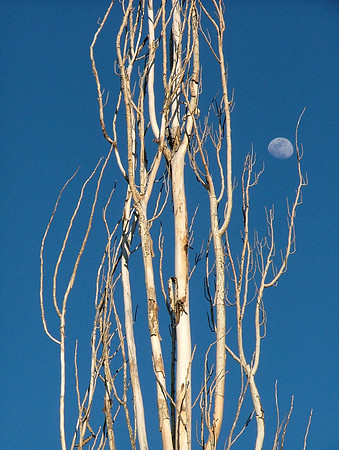 Alder Moon