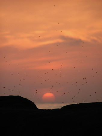 Connections In Sunset