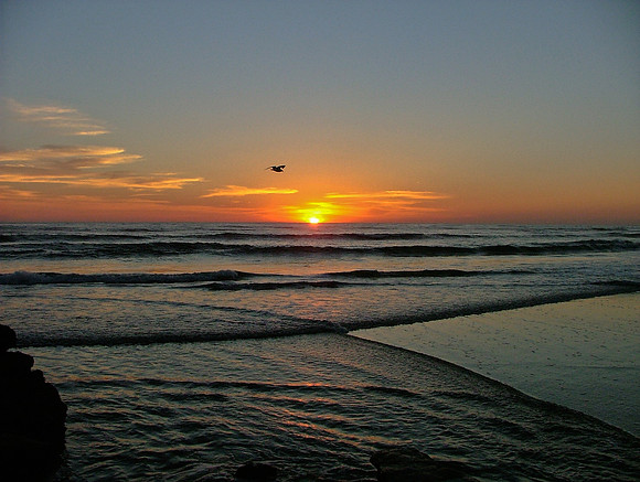 M's Filght At Sunset