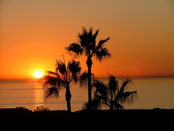 Palm Sunset