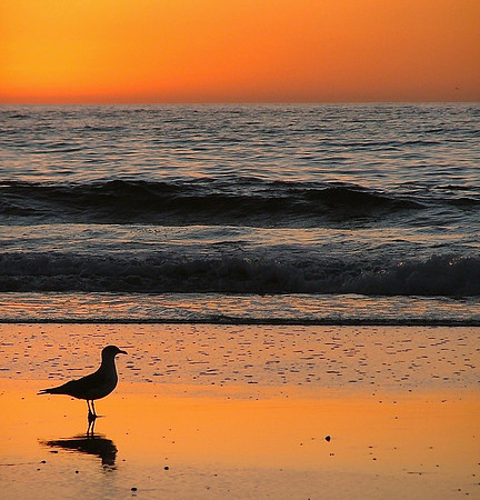 Sea Of Pause