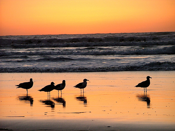 Sunsets For The Birds