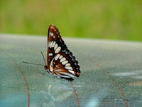 A Butterfly Ride