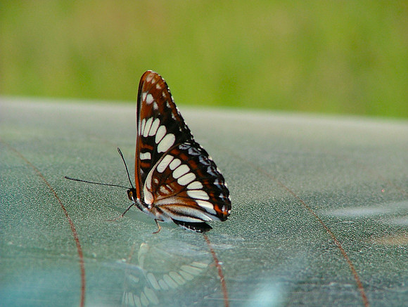 A Butterfly Ride