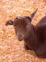 A Koko Wink
