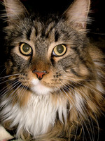 A Maine Coon Mug