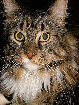 A Maine Coon Mug