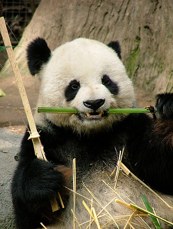 A Panda's Breakfast