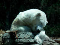 A Polar Snooze