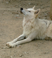 Curated Canines