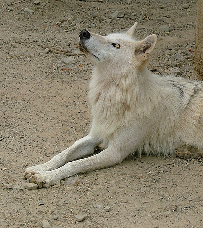 A Wolf's Prayers