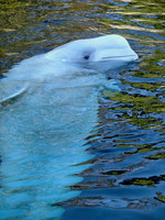 Beluga Calm