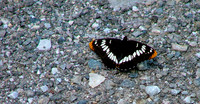 Butterfly Peace