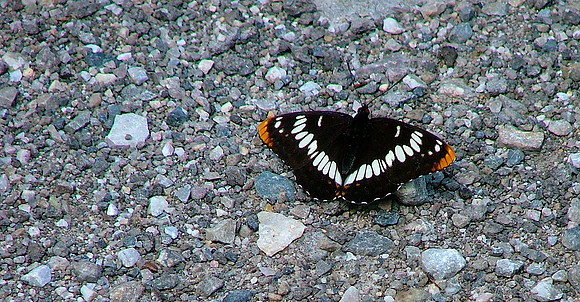 Butterfly Peace