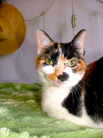 Calico In Profile
