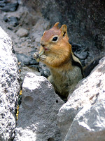 Campfire Treats