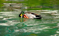Catching Ducky