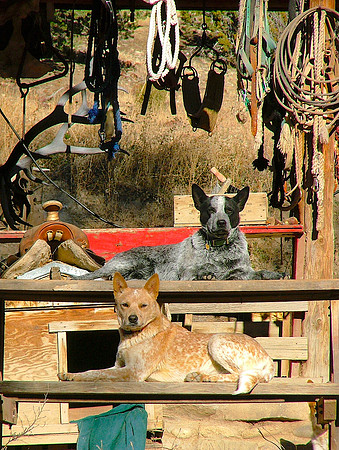 Conversations In Pecos