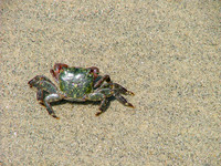 Crabby Creations