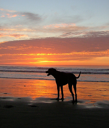 Dog Smiles' At Sunset
