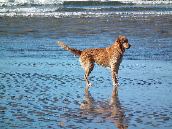 Dogged Attention