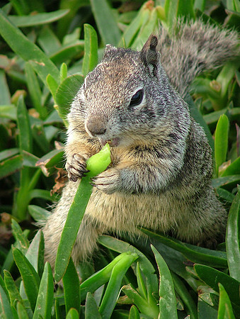 Eating Greens