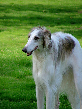 Elegance In Stature