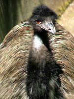 Birds-Of-A-Feather