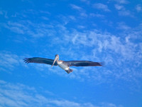 Floating Bye!