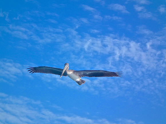 Floating Bye!