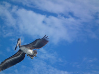 Flying Bye!