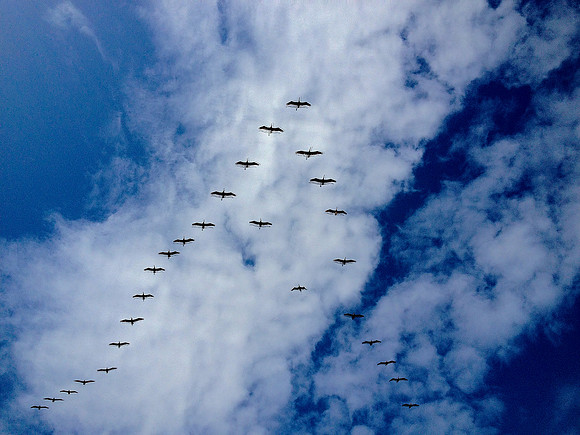 Flying In & Out Of The Stream