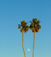 Flying To The Moon