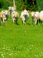 For The Cow Crowd