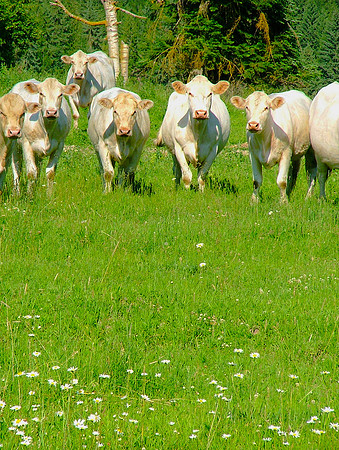 For The Cow Crowd