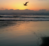 Gliding Sun's Serenity