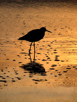 Golden Reflections