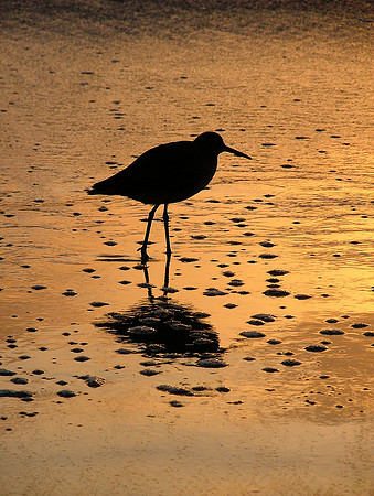 Golden Reflections