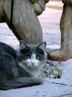 Green Eyes
