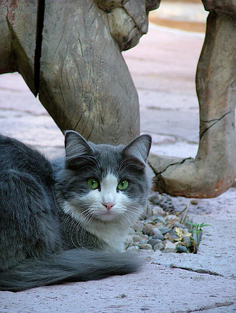 Green Eyes
