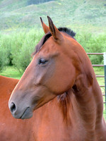 Horse In Profile