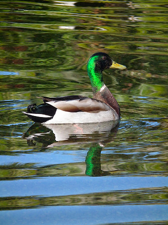 A Mallard Mirror