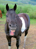 Mister Ed
