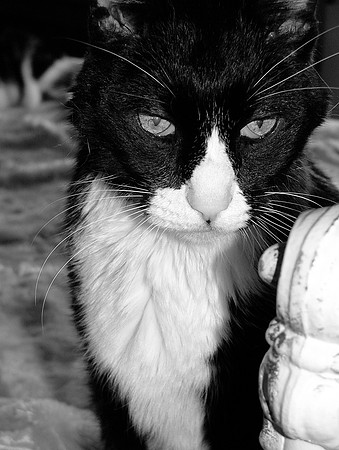 Mister Musing
